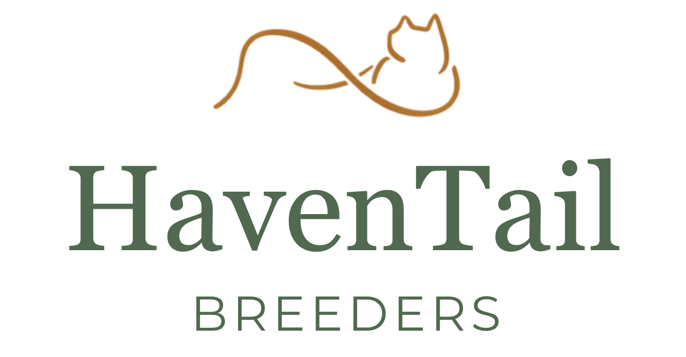 Maine coon Kittens for sale